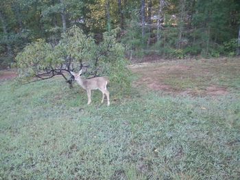 Grass grazing on field