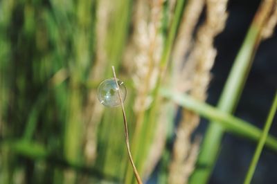 Close-up of water drop on grass