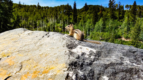 Panoramic view of cat sitting on rock in forest