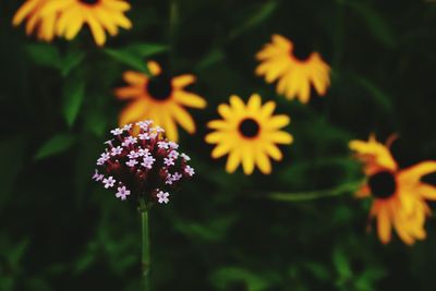 Close-up of yellow flowering plant