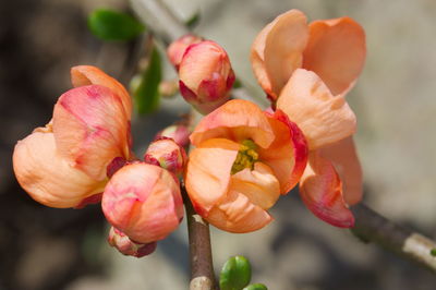 Close-up of red flowering plant