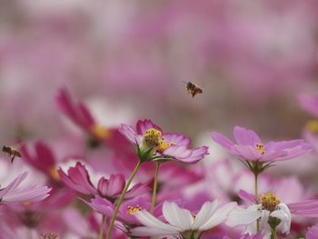 Close-up of bee pollinating on pink flower