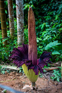 Close-up of plant growing on tree trunk