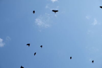 Low angle view of birds flying in sky