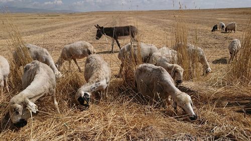 View of sheep on field