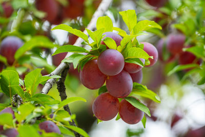 Close-up of fruits on tree