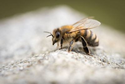 Close-up of bee on rock