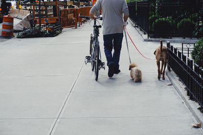 Low section of man walking with dog on road