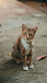 Portrait of cat sitting on footpath