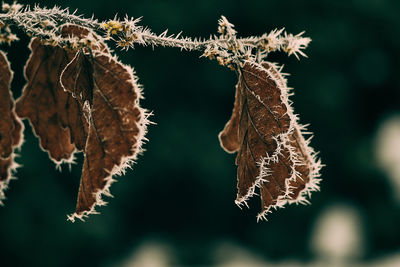 Close-up of dry leaf on branch during autumn