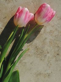 Close-up of pink flowers