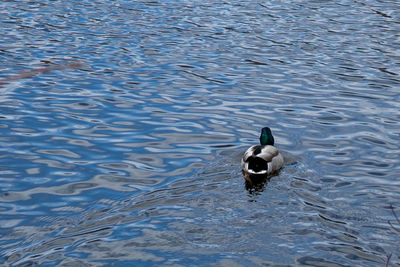 High angle view of duck swimming on lake