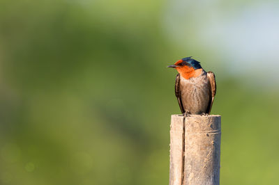 Pacific swallow perching on wooden post