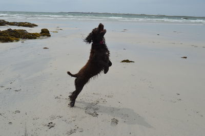 Dog running on beach