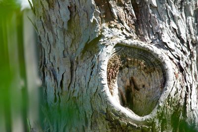 Moss growing on tree trunk in forest