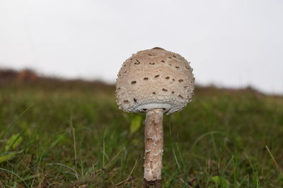 Close-up of mushroom growing on field