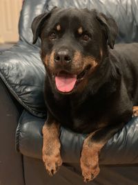 Portrait of dog relaxing at home