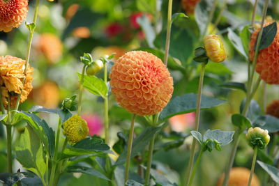Close-up of fruits on plant
