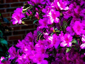 Close-up of pink flowers blooming outdoors