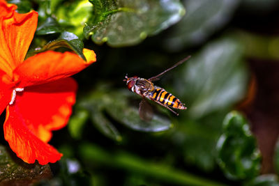 Close-up of butterfly pollinating on flower