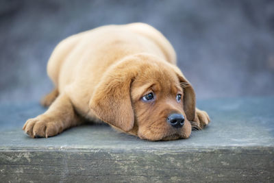 Close-up of dog