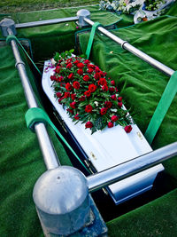 High angle view of flowering plants in yard