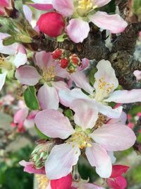 Close-up of pink flowers