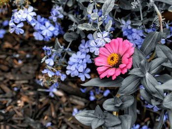 Close-up of purple flowering plants