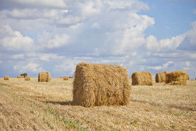 Harvest landscape with straw bales amongst fields in autumn, belarus