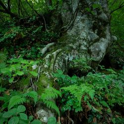 Trees in forest