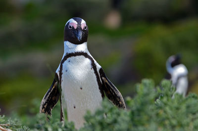 Close-up of penguin