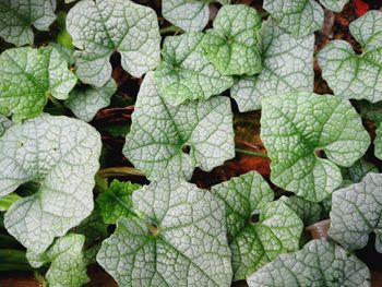 Full frame shot of leaves