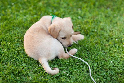 High angle view of a dog on field