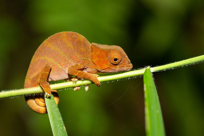 Close-up of a lizard