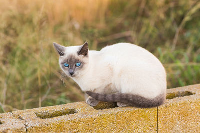 Portrait of white cat