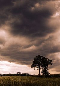 Tree on field against sky