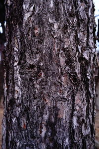 Full frame shot of tree trunk