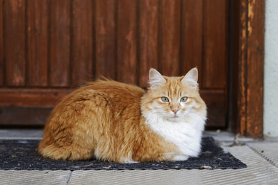 Portrait of cat sitting on wood