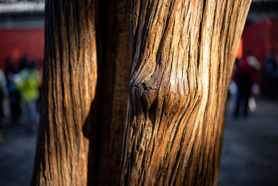 Close-up of tree trunk