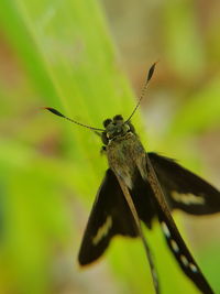 Close-up of insect on leaf