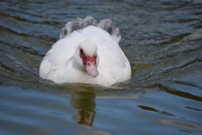 Close-up of swan swimming on lake