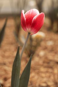 Close-up of red tulip