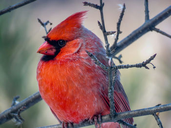 Close-up of bird perching on branch