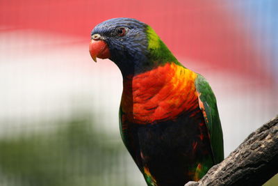 Close-up of parrot perching on rock