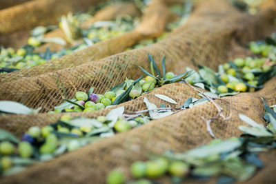 Close-up of leaves for sale in market