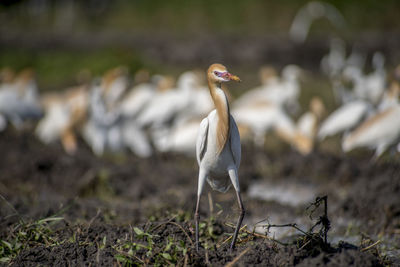 View of a bird on field