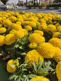 Close-up of yellow flowering plants