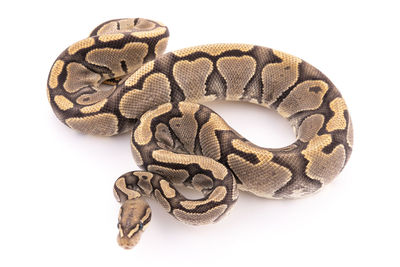 High angle view of snake against white background