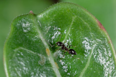 Close-up of insect on leaf