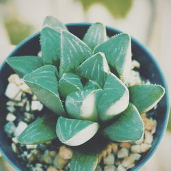 High angle view of succulent plant leaves